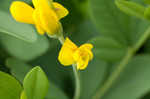 Yellow wild indigo